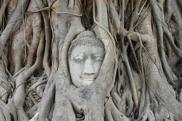 Buddha face on the tree in Thailand