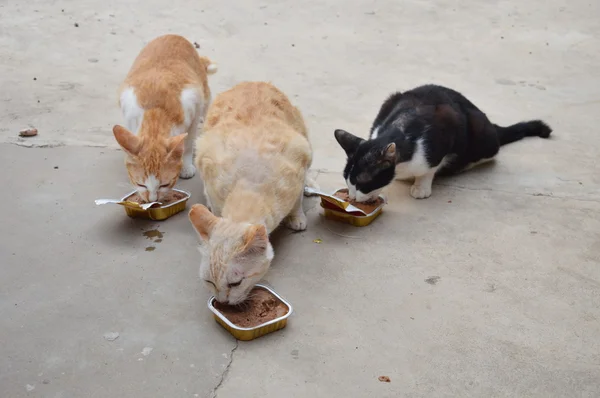 Cat feeding cat food in the tray as a teamwork