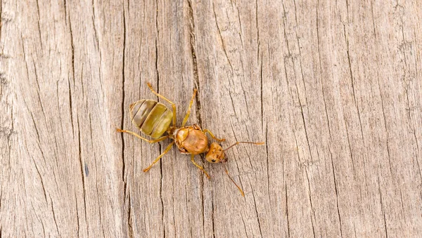 The queen ant on wood