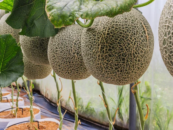 Cantaloupe melons growing in a greenhouse supported by string me