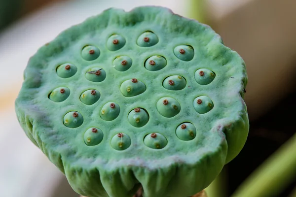 Lotus seeds in pond