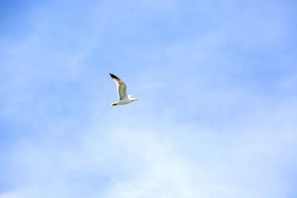 White seagull flying in the blue sky. Freedom concept. Place for