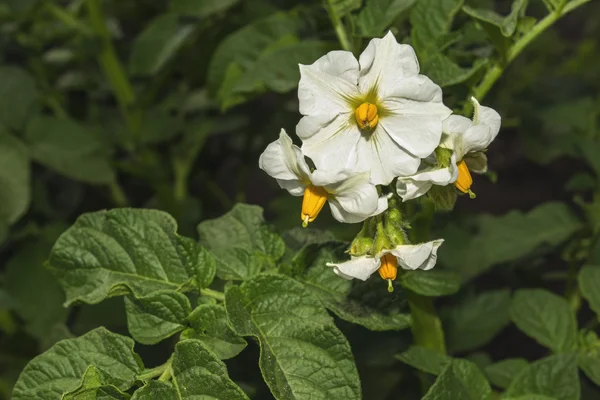 Flowers of the potatoes