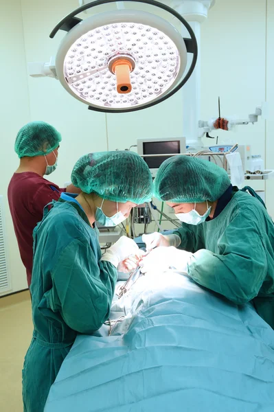 Group of veterinarian surgery in operation room