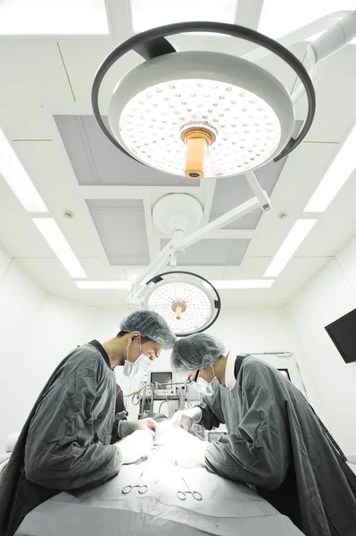 Two veterinarian surgeons in operating room