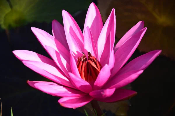 Beautiful lotus flower on black background