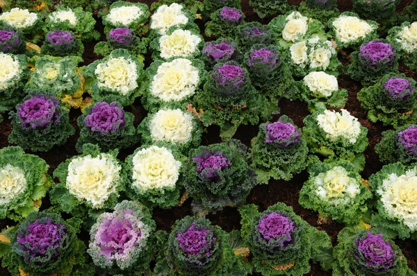 Color cabbage in the garden