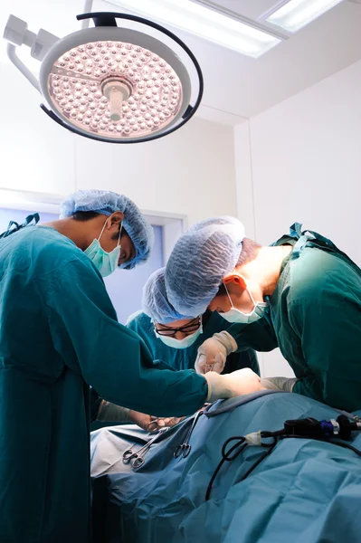 Veterinarian surgeons in operation room