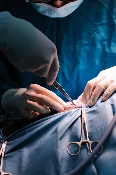 Veterinarian surgeons in operation room