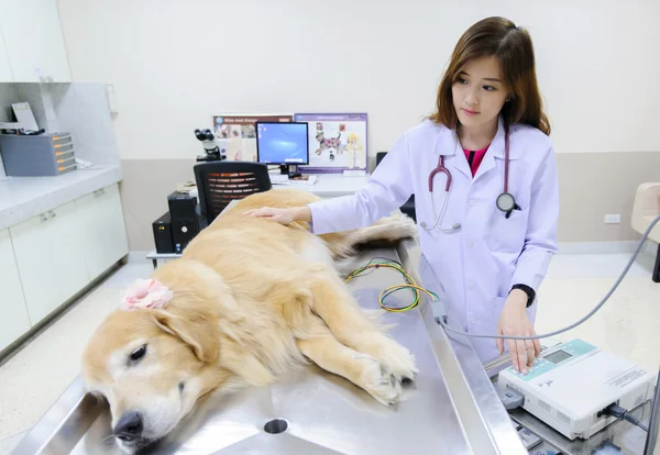 Young veterinarian examining cute golden retriever