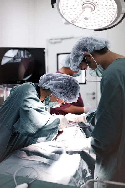 Veterinarian surgeons in operation room