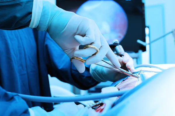 Veterinarian doctor in operation room for laparoscopic surgical