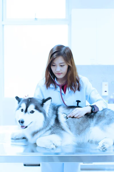 Young veterinarian examining cute siberian husky at hospital