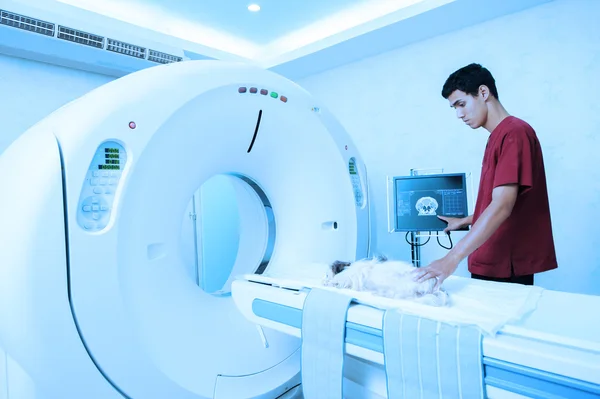 Veterinarian assistant working in MRI scanner room