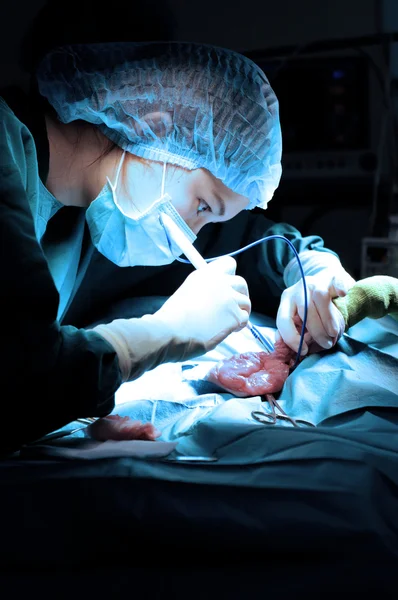 Veterinarian doctor in operation room for surgical