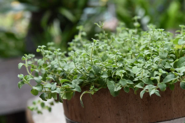 Oregano plant for background