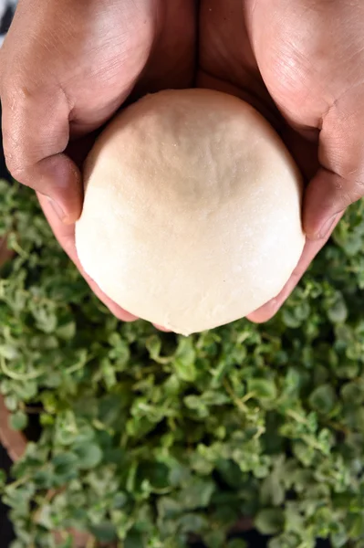 Balls of fresh pizza dough in hand and oregano plants