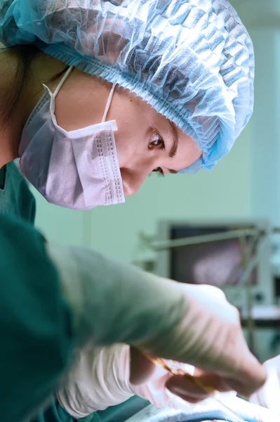 Veterinarian surgery in operation room