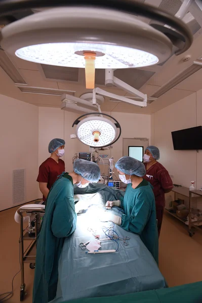 Group of veterinarian surgery in operation room at hospital