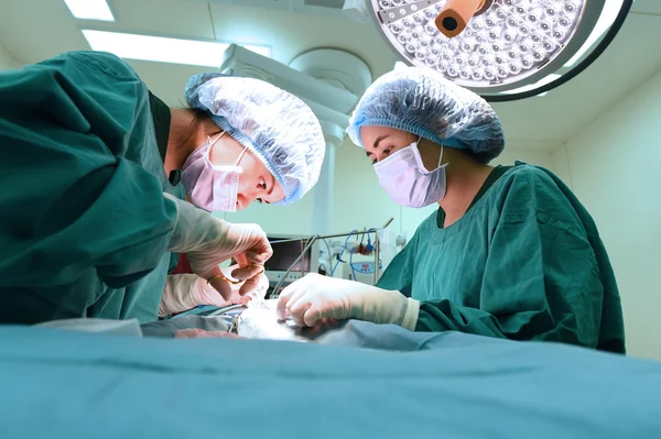 Two veterinarian surgeons in operating room