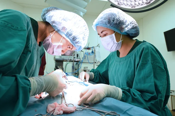 Group of veterinarian surgery in operation room