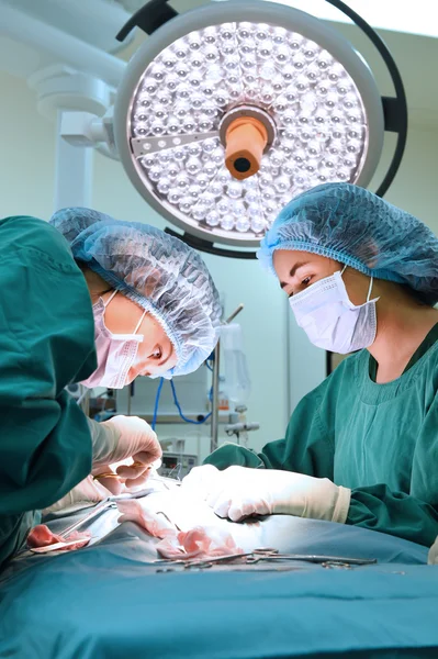 Group of veterinarian surgery in operation room