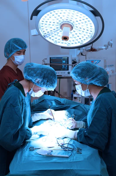 Group of veterinarian surgery in operation room