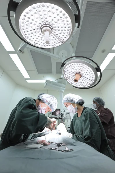 Group of veterinarian surgery in operation room