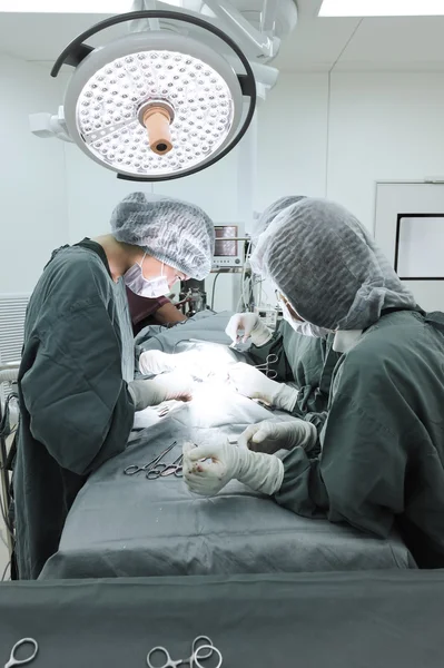 Group of veterinarian surgery in operation room