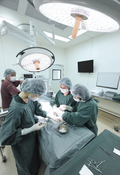 Group of veterinarian surgery in operation room