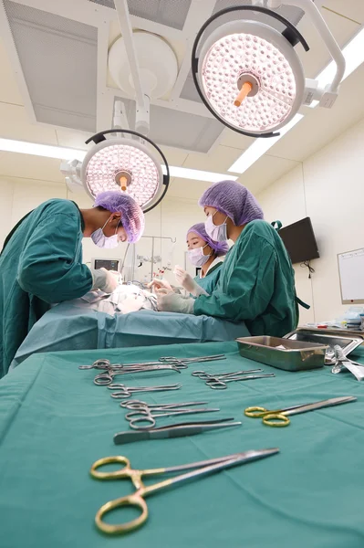 Group of veterinarian surgery in operation room