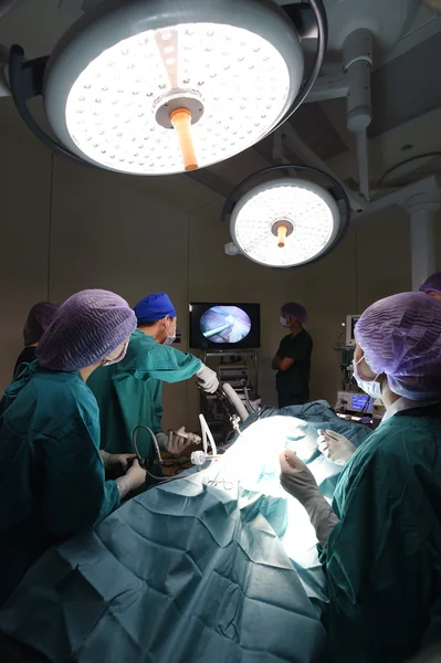 Group of veterinarian doctor in operation room for laparoscopic surgical