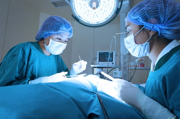 Two veterinarian surgeons in operating room