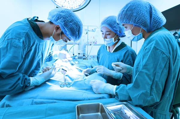 Group of veterinarian surgery in operation room