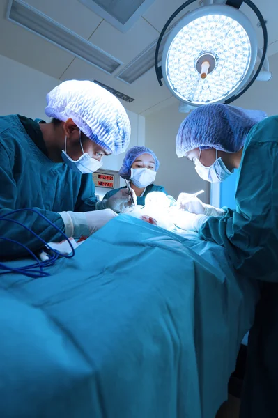 Group of veterinarian surgery in operation room