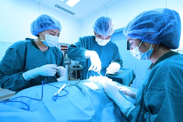 Group of veterinarian surgery in operation room