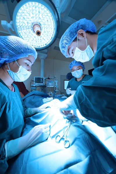 Group of veterinarian surgery in operation room