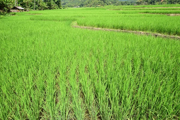 Green rice fields in Thailand