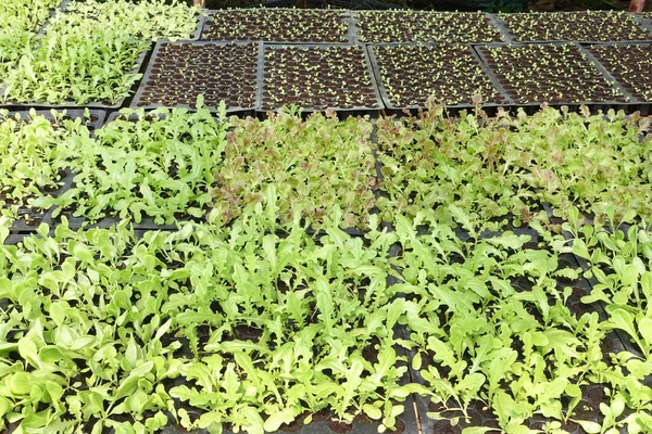 Color picture of seedlings in pots