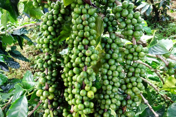 Green coffee beans on stem