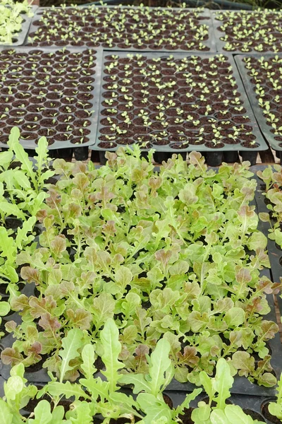 Color picture of seedlings in pots