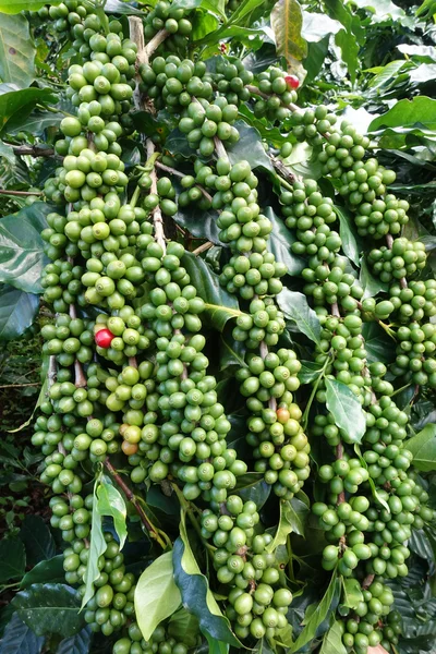 Green coffee beans on stem