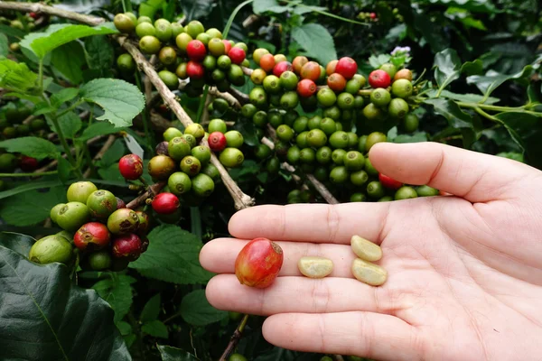 Fresh coffee bean from coffee cherry