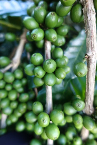 Green coffee beans on stem