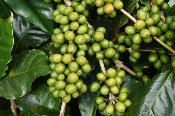 Green coffee beans on stem