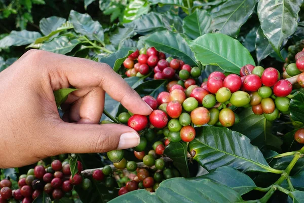 Close up hand keep coffee beans