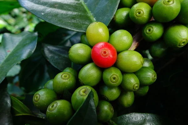 Green coffee beans on stem