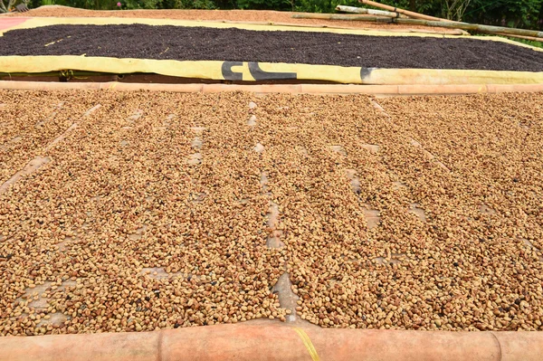 Coffee beans dried in the sun