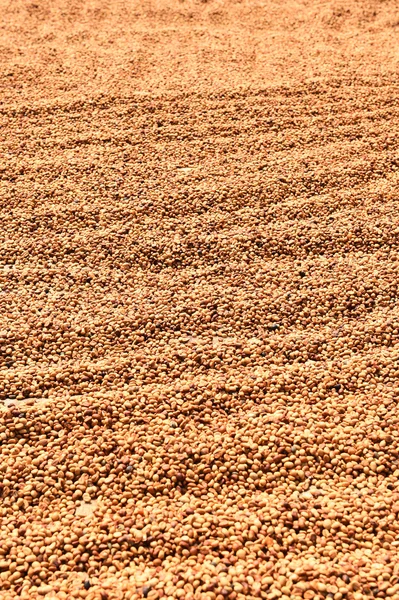 Coffee beans dried in the sun