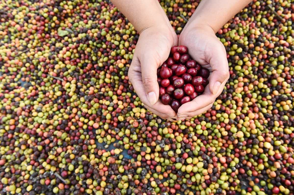 Fresh coffee bean in hand on red berries coffee